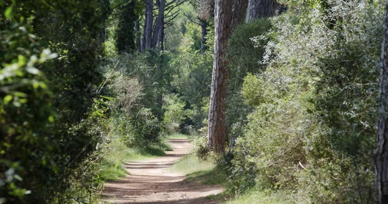 La Pineta di Classe tra storia e natura
